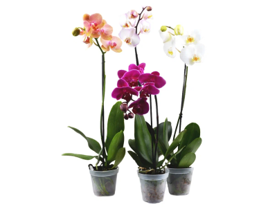 Фаленопсис 1-2 pp Mix Spirit mixed, Гор12, Выс60 в интернет гипермаркете «Планета Лета». Фото