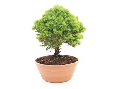 Бонсаи Naaldhout, Гор20, Выс35 в интернет гипермаркете «Планета Лета». Фото