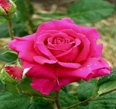 Роза чайно-гибридная Европа в коробке Кут в интернет гипермаркете «Планета Лета». Фото