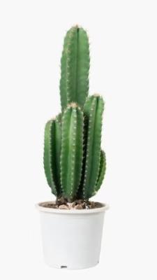 Кактус Cereus, Гор19, Выс50 в интернет гипермаркете «Планета Лета». Фото