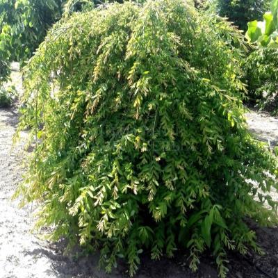 Ива козья Pendula, Гор28, Выс125 в интернет гипермаркете «Планета Лета». Фото