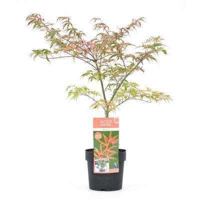 Клен пальм.Shirazz, Гор33, Выс150 И в интернет гипермаркете «Планета Лета». Фото