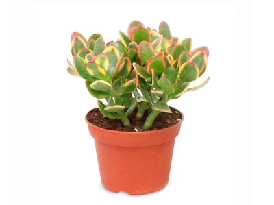 Крассула Sunset, Гор17, Выс30 в интернет гипермаркете «Планета Лета». Фото