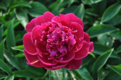 Пион травянистый Райская Птичка 7Ц (туба) в интернет гипермаркете «Планета Лета». Фото