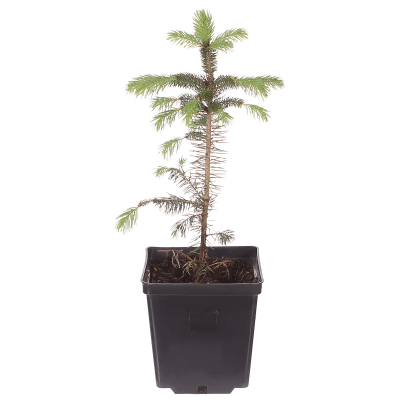 Ель колючая в коробке Мисти Блю в интернет гипермаркете «Планета Лета». Фото