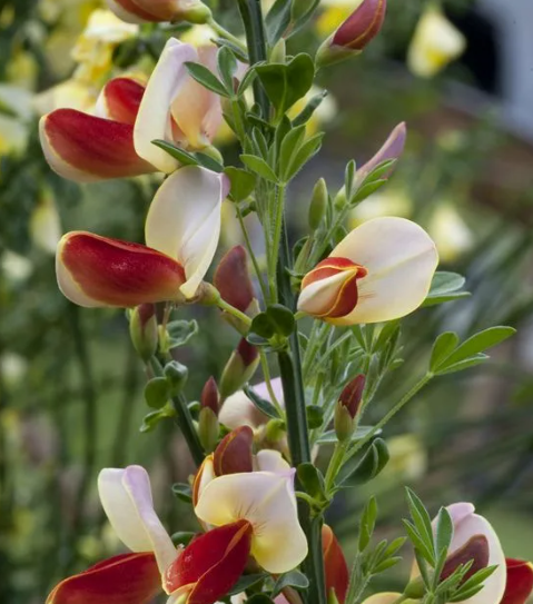 Ракитник Палетт, Гор17 М в интернет гипермаркете «Планета Лета». Фото