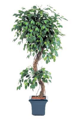 Фикус Бенджамина Коркскрю 180 см 2/2 в интернет гипермаркете «Планета Лета». Фото