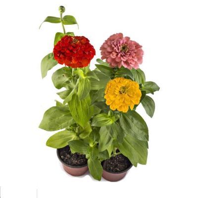 Цинния, Гор11 М в интернет гипермаркете «Планета Лета». Фото