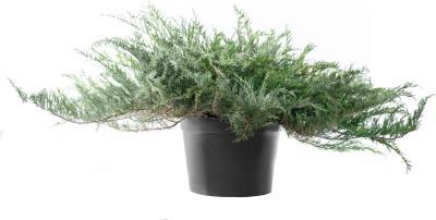 Можжевел.гориз.Glauca, Гор23, Выс40 Планета Лета в интернет гипермаркете «Планета Лета». Фото Можжевел.гориз.Glauca, Гор23, Выс40 в интернет гипермаркете «Планета Лета». Фото