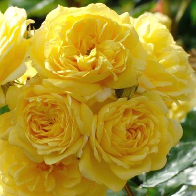 Роза флорибунда Анни Дюпрей C2 Выс30 в интернет гипермаркете «Планета Лета». Фото