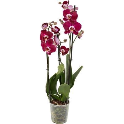 Фаленопсис 2 pp Mix Magdalena, Гор12, Выс60 в интернет гипермаркете «Планета Лета». Фото