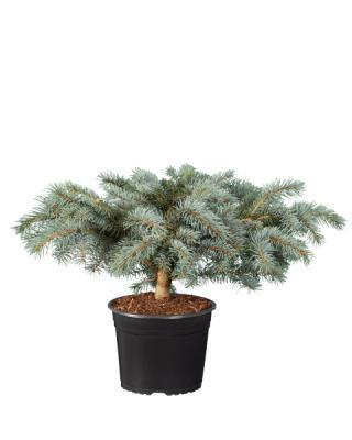 Ель колючая Karpaten, Гор27, Выс30-40 в интернет гипермаркете «Планета Лета». Фото