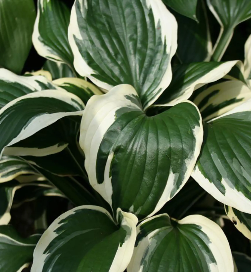 Хоста, Гор15 М в интернет гипермаркете «Планета Лета». Фото