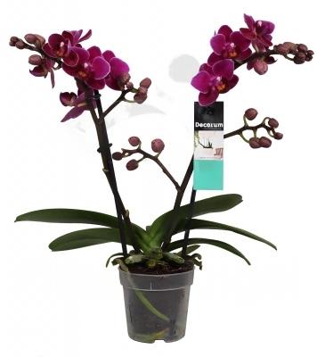 Фаленопсис 2 pp Multiflora, Гор12, Выс55 в интернет гипермаркете «Планета Лета». Фото