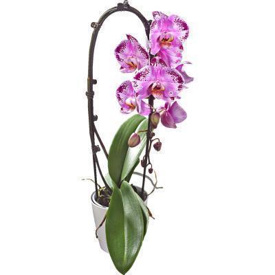 Фаленопсис Cascade, Гор12, Выс60 в интернет гипермаркете «Планета Лета». Фото