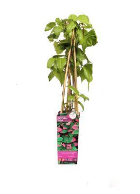 Актинидия коломикта, Гор15, Выс65 в интернет гипермаркете «Планета Лета». Фото