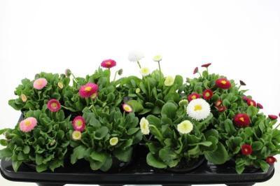 Маргаритка, Гор10 М в интернет гипермаркете «Планета Лета». Фото