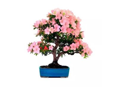 Бонсаи Mix - цветущие, Гор20, Выс40 в интернет гипермаркете «Планета Лета». Фото