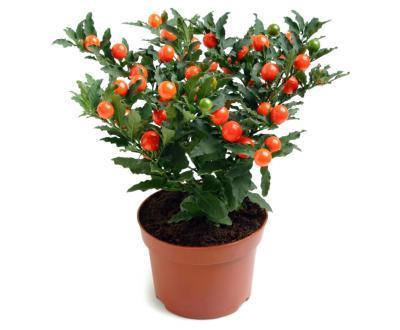 Соланум Pseudocapsicum, Гор10, Выс30 в интернет гипермаркете «Планета Лета». Фото