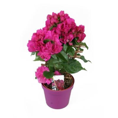 Бугенвиллея stam, Гор13, Выс40 в интернет гипермаркете «Планета Лета». Фото