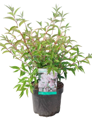 Дейция гибрид.Rosea Plena, Гор17, Выс60-70 в интернет гипермаркете «Планета Лета». Фото