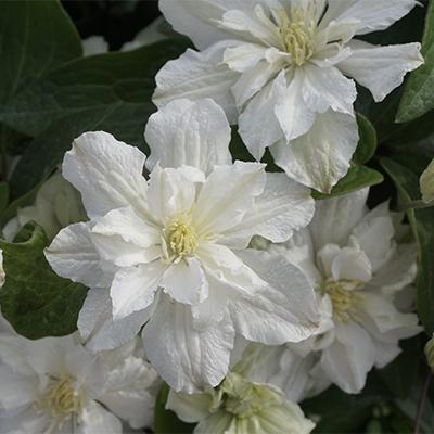 Клематис ботанический Вайт Арабелла/КЛюкс в интернет гипермаркете «Планета Лета». Фото