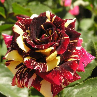 Роза бордюрная Абра Кадабра C2 Выс30 в интернет гипермаркете «Планета Лета». Фото