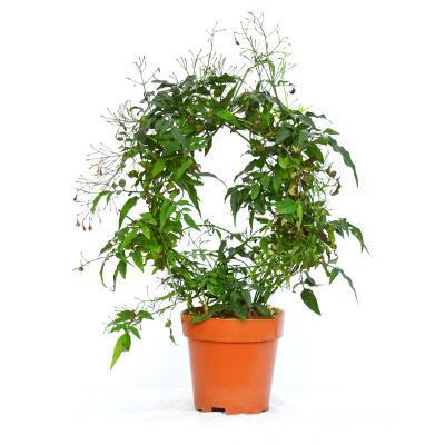 Жасмин Polyanthum, Гор19, Выс70 в интернет гипермаркете «Планета Лета». Фото