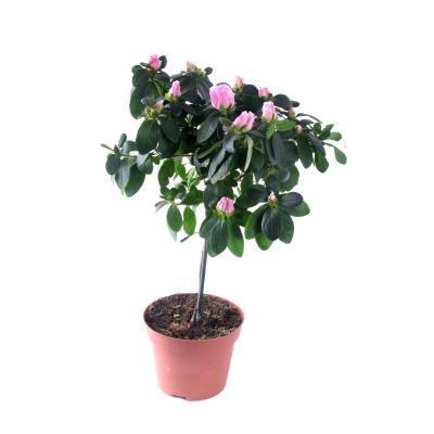 Рододендрон Op Stam на стволе, Гор12, Выс30 в интернет гипермаркете «Планета Лета». Фото