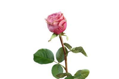 Роза Эсперанса Мидл сиренево-розовая с зел.каймой в-49 см, бутон д-5,в-6 см 30.0613113FUsm в интернет гипермаркете «Планета Лета». Фото