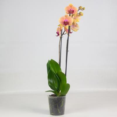 Фаленопсис 2 pp Golden Beauty, Гор12, Выс55 в интернет гипермаркете «Планета Лета». Фото