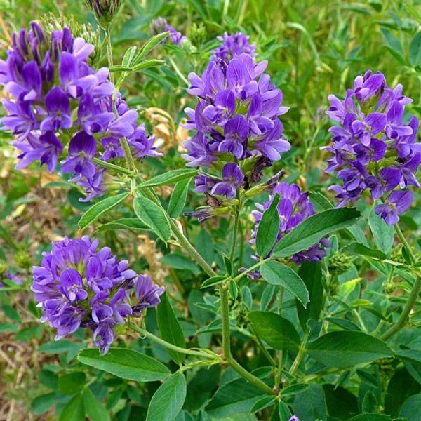 Люцерна 0,2 кг в интернет гипермаркете «Планета Лета». Фото