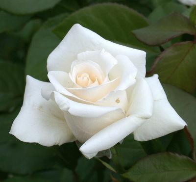 Роза чайно-гибридная Анастасия C2 Выс30 в интернет гипермаркете «Планета Лета». Фото