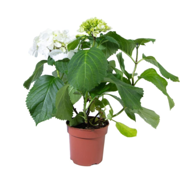 Гортензия крупноцв., Гор29, Выс55, в интернет гипермаркете «Планета Лета». Фото