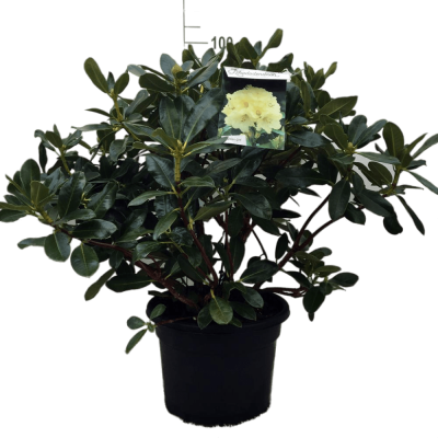 Рододендрон Golden Everest, Гор32, Выс60 в интернет гипермаркете «Планета Лета». Фото