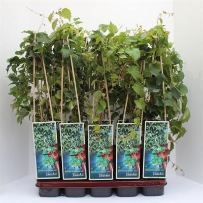 Партеноциссус тройчат. Veitchii, Выс27, Выс200 И в интернет гипермаркете «Планета Лета». Фото