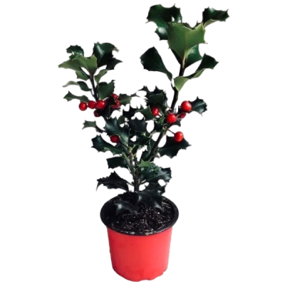 Падуб М.Heckenblau, С5, Выс60-80 Б в интернет гипермаркете «Планета Лета». Фото