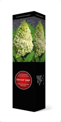 Гортензия метельчатая Полар Бир/ЦКорЛюкс в интернет гипермаркете «Планета Лета». Фото