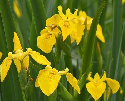 Ирис водный, М в интернет гипермаркете «Планета Лета». Фото