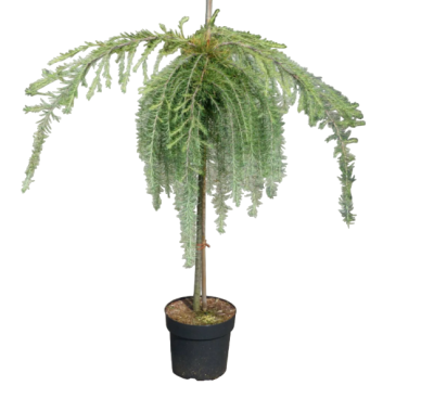 Кедр ливанский pendula штамб, Го35, Выс140 И в интернет гипермаркете «Планета Лета». Фото