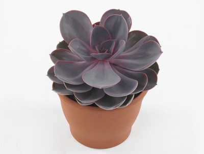 Эчеверия Pearls, Гор5, Выс5 в интернет гипермаркете «Планета Лета». Фото