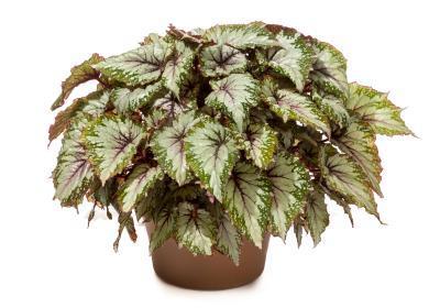 Бегония всегдацвет.клаета (1*4) М в интернет гипермаркете «Планета Лета». Фото