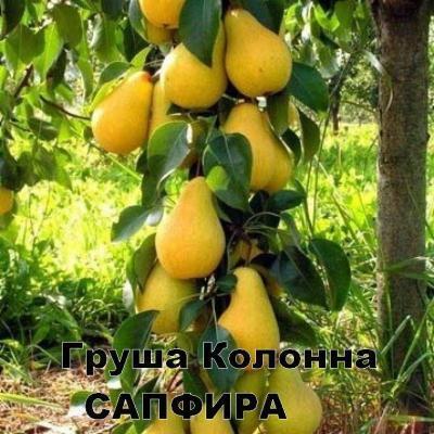 Груша колоновидная Сапфира 2-летка С4 Выс60 в интернет гипермаркете «Планета Лета». Фото