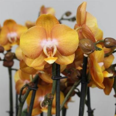 Фаленопсис 2 pp Las vegas, Гор12, Выс45 в интернет гипермаркете «Планета Лета». Фото