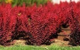 Вейгела цветущая Пурпурная Нана в кор. в интернет гипермаркете «Планета Лета». Фото