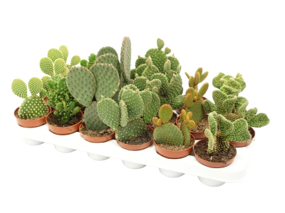 Опунция Mix, Гор13, Выс30 в интернет гипермаркете «Планета Лета». Фото