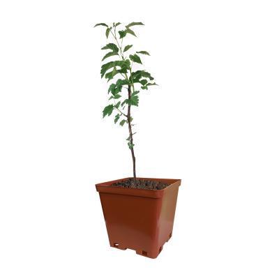 Малина Вольница С2 Выс50 Планета Лета в интернет гипермаркете «Планета Лета». Фото Малина Вольница С2 Выс50 в интернет гипермаркете «Планета Лета». Фото