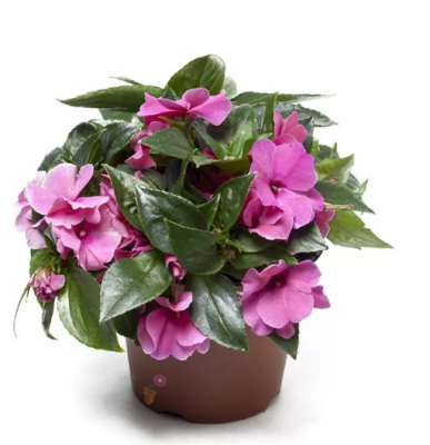 Бальзамин, Гор9 М в интернет гипермаркете «Планета Лета». Фото