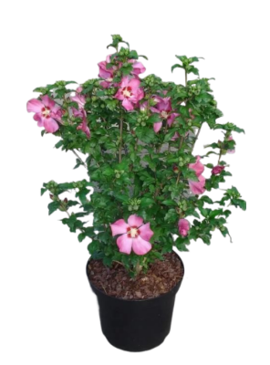 Гибискус сирийский Woodbridge, Гор19, Выс40-60 в интернет гипермаркете «Планета Лета». Фото