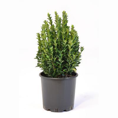 Бересклет япон.Green Spire, Гор11, Выс30 в интернет гипермаркете «Планета Лета». Фото